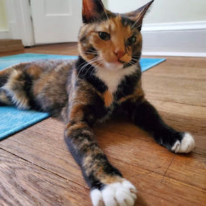 Meet your Posher, Eseme